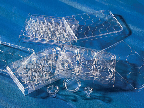 3472 - 6.5 mm Transwell® with 3.0 µm Pore Polyester Membrane Insert, Sterile