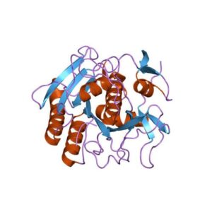 786-035 Proteinase K, Lyophilized 250mg