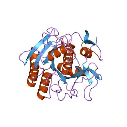786-038 LongLife™ Proteinase K [5mg/ml] 2 x 0.5ml