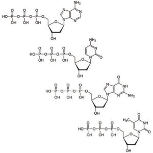 786-442 Deoxynucleotide Mix [10mM] 25µmole